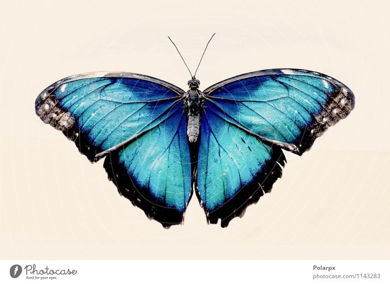 Blue Morpho butterfly Exotic Beautiful Decoration Nature Animal Antenna Butterfly Sit Wild Black Turquoise White Colour isolated big Insect wing morpho
