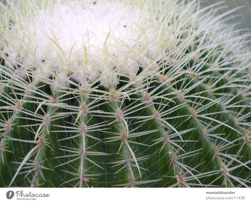 cactus Green White Plant Thorn