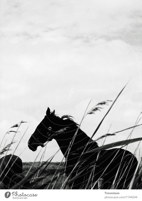 Horses. Vacation & Travel Environment Nature Landscape Plant Animal Sky Clouds Grass blossom Denmark 2 Stand Simple Natural Black White Emotions Love of animals