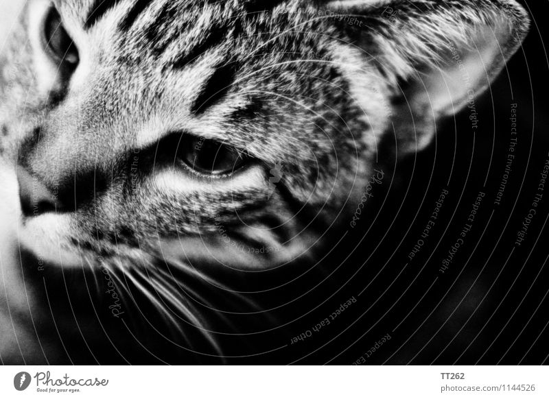 Katzenjammer II Animal Pet Wild animal 1 Looking Black White Black & white photo Copy Space right Copy Space bottom