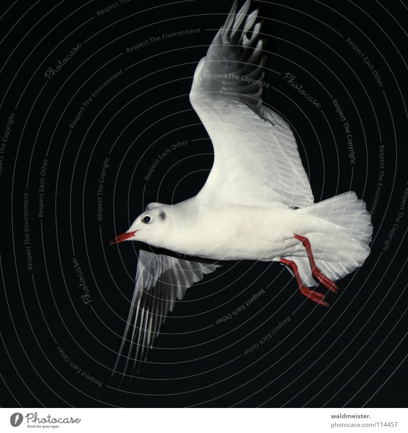 night flight Seagull Black-headed gull  Night Night shot Dark Bird Ocean Beach Sky Aviation Flying Wing Feather