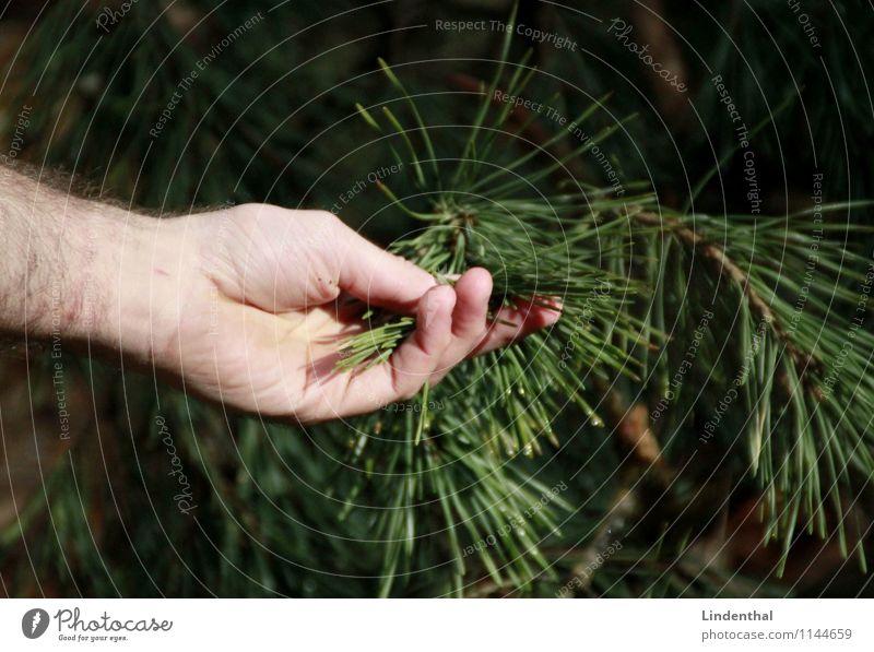 conifer Coniferous trees Hand Tree Fir needle Needle Green Touch Delicate Love Man Nature Contact Connection