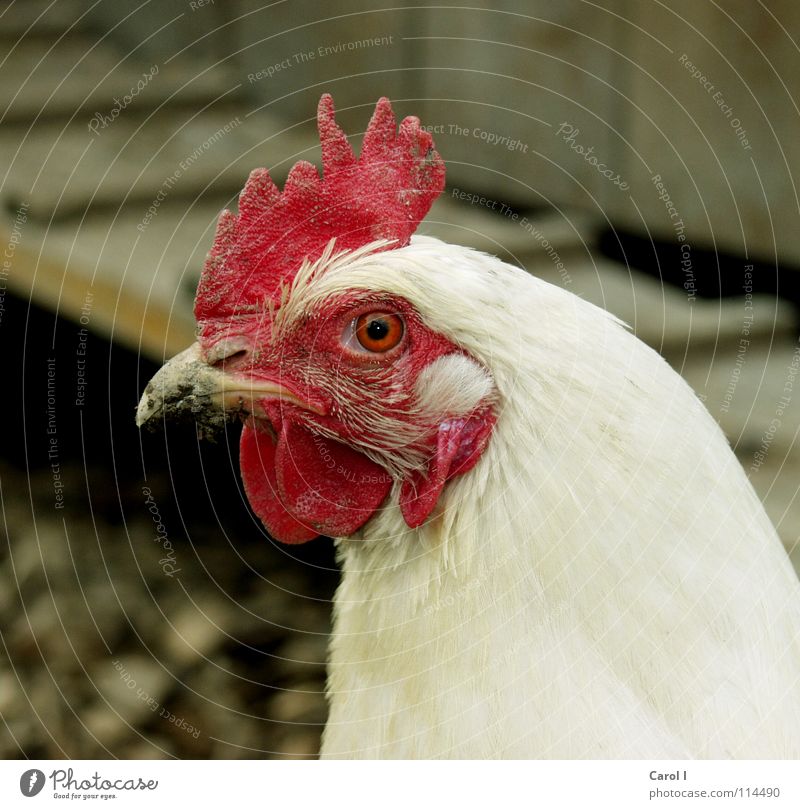 The Hen Barn fowl Red Rooster Beak Scrambled eggs White Farm Farm animal Fried egg sunny-side up Bird Rocking Useful Feather Ladder Egg lay eggs Peck