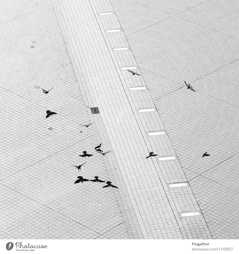 low-altitude flight Bird Group of animals Flying Wing Seagull Promenade small box Paving stone Line Structures and shapes Shadow Double exposure Many Landing