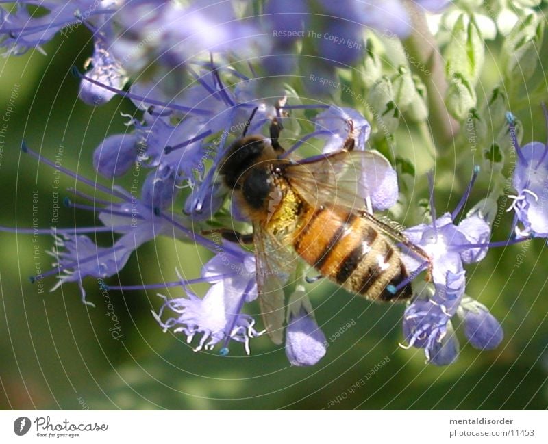 honey collector Bee Yellow Black Blossom Violet Plant Wing Calculation
