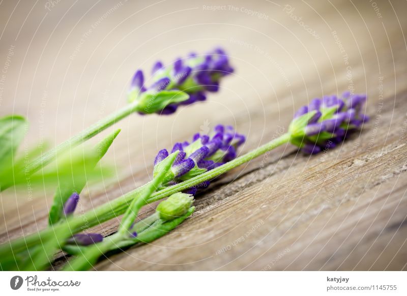 lavender Lavender Flower Bouquet Herbs and spices Bundle Blossom Relaxation Lilac Seasons Violet Medication Nature Plant Summer Close-up Near Blossoming
