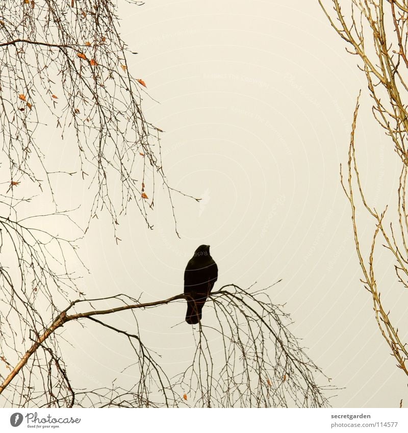 krâwa (Old High German), square Crow Raven birds Bird Tree Leaf Leafless Winter Autumn Crouch Crouching Room Bad weather Clouds Calm Relaxation Grief Boredom