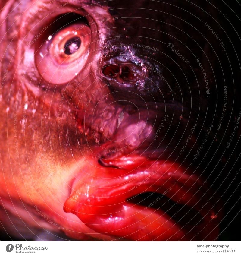 Blubbed out Fish head Pupil Red Looking Animal Fresh Glittering Smoothness Obscure Muzzle Carp Death Eyes Fish eyes Animal face Fish mouth Facial expression