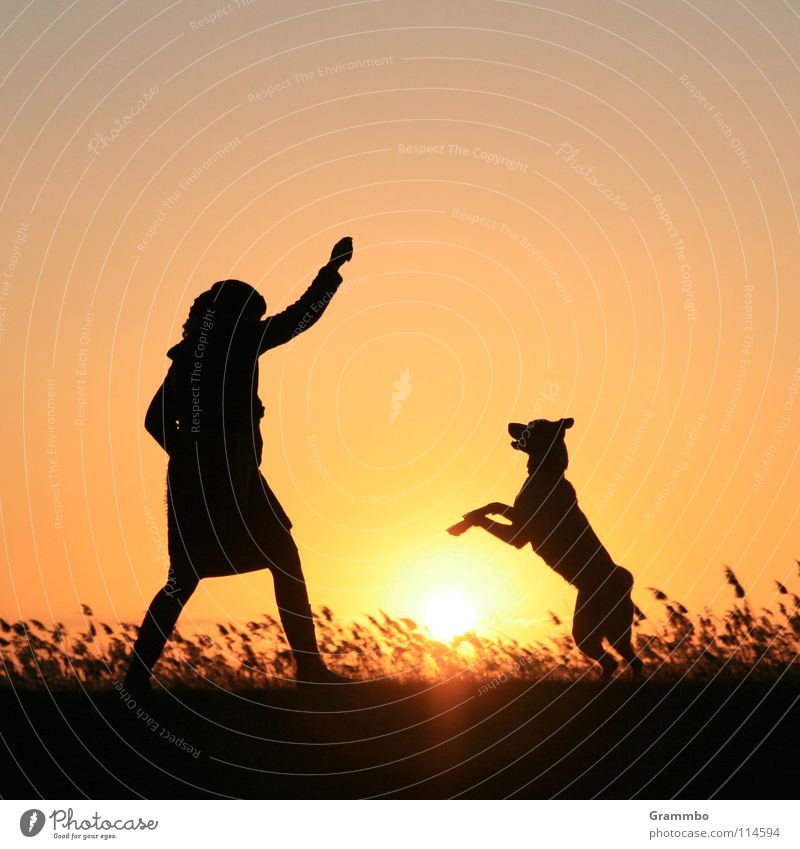 Hop! Dog Woman Evening sun Sunset Dike Usedom Red Yellow Joy Dusk backwater Lilly