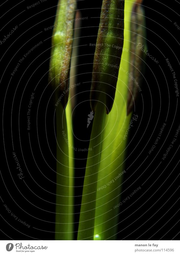 funk Green Black Plant Blossom Whimsical Life Pistil Stamen Exceptional Delicate Dust Lily Light Dim Lily plants Flower Macro (Extreme close-up) Close-up