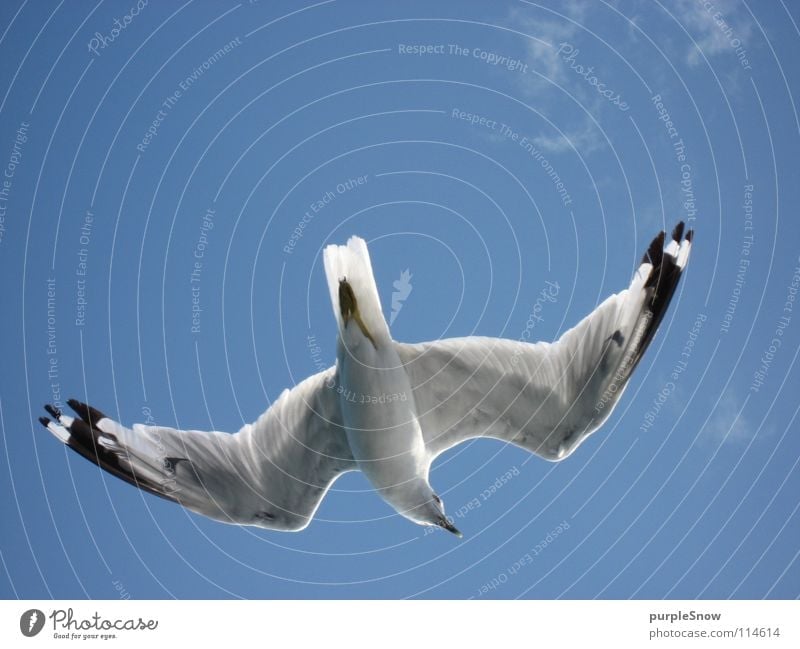 seagull belly Clouds Seagull Bird Animal Beautiful Soft Canada North America Ease Summer Exterior shot Joy Sky infinitely far Blue Colour Flying Wing Feather
