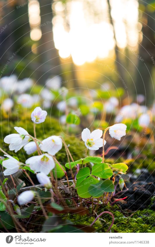 bed of white flowers Nature Plant Sunrise Sunset Spring Beautiful weather Flower Forest Walking Happy Natural Soft Brown Yellow White Joy Happiness Hope Belief