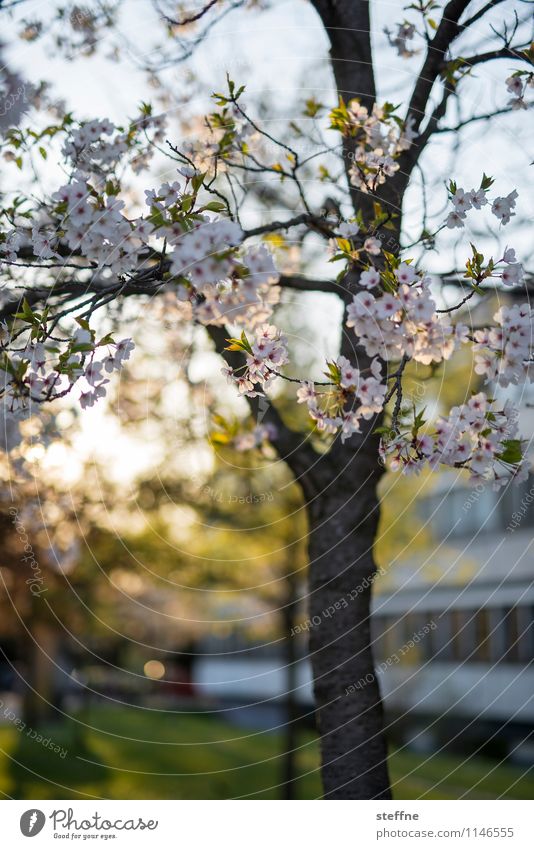 Spring II Tree Blossoming Ornamental cherry Cherry blossom Life Beautiful weather Sunlight Goettingen