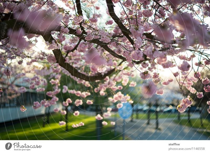 Spring I Tree Blossoming Ornamental cherry Cherry blossom Life Beautiful weather Sunlight Goettingen