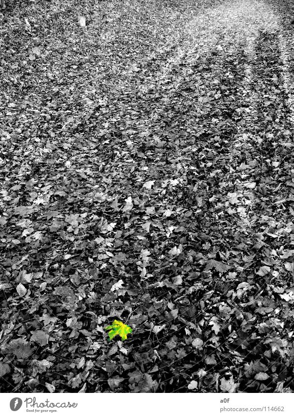 only one Autumn Leaf Black & white photo Contrast Colour Gloomy undulated