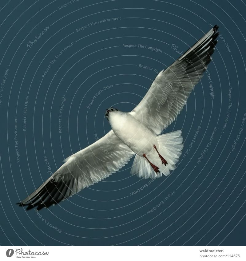 gliding flight Seagull Black-headed gull  Evening Bird Ocean Beach Sky Aviation Flying Wing Feather