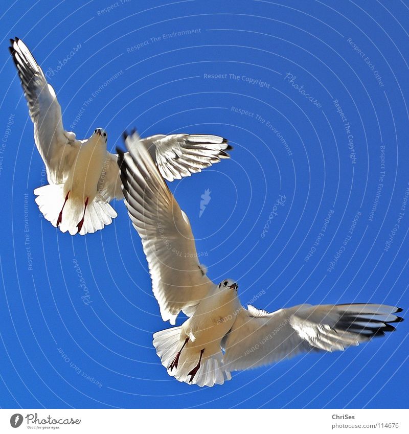 Biplane : Silver Gull ( Larus novaehollandia ) Seagull Bird Animal White Gray Black Clouds Sky blue Flying Poultry Lake Ocean Vapor trail Cuxhaven Summer Blue