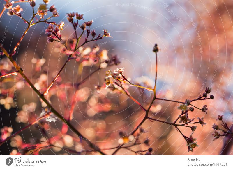In the morning Spring Tree Bushes Leaf Natural Blur Bud Blossom Colour photo Exterior shot Deserted Copy Space top Light (Natural Phenomenon) Back-light