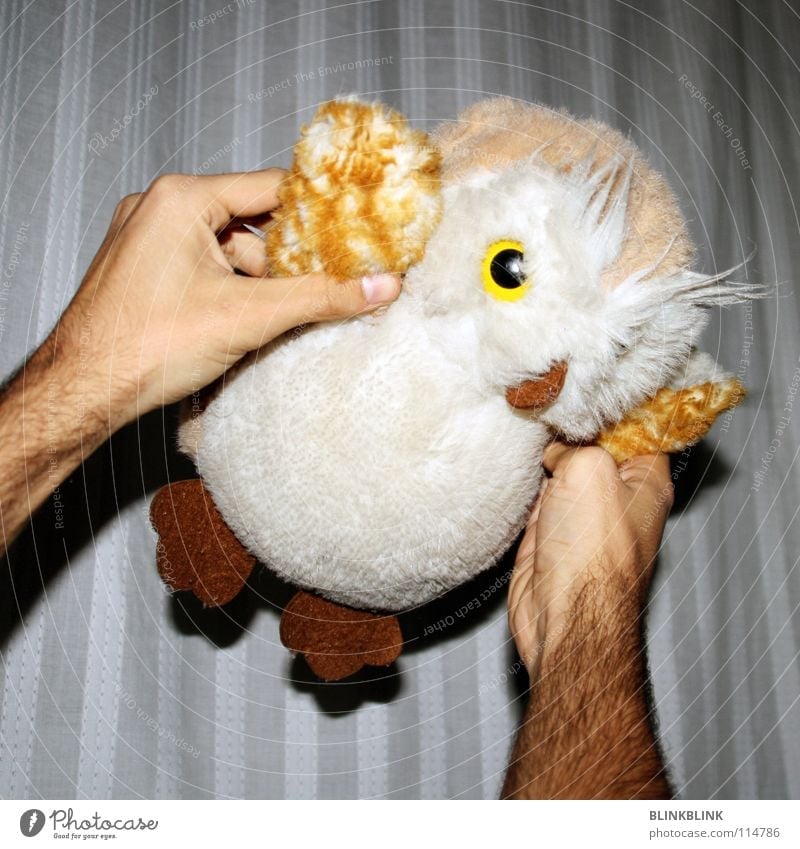 owl flight Owl birds Cuddly toy Plush White Brown Soft Toys Hand Bird Night Playing Fingers Beak Sweet Obscure Flying Joy Adhesive Wing arm hairiness Skin Arm