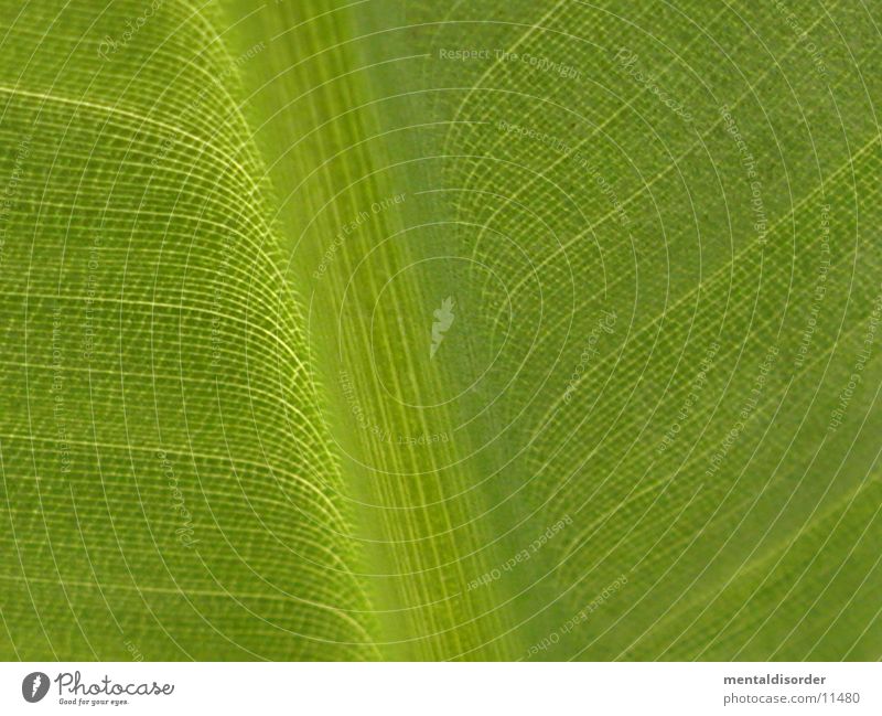 Signs of nature Leaf Banana tree Green Rachis Light Line Flare