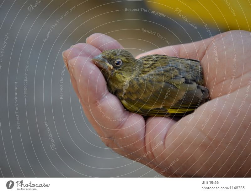Little nest whisperer. Hand Fingers 1 Human being Spring Beautiful weather Downtown Café Terrace Animal Bird Animal face Wing Green finch Baby animal To enjoy