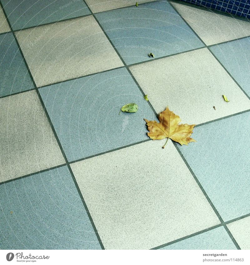 small chequered leaf Room Tile Pattern White-blue Square Floor covering Passage Shopping arcade Vacancy Loneliness Clean Leaf Autumn Winter Dirty Meticulous
