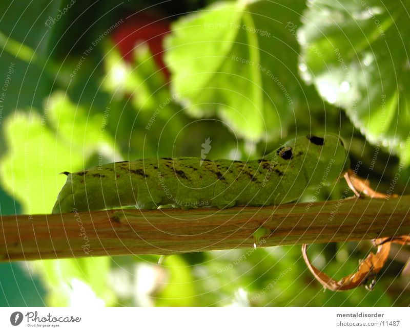 Caterpillar *1 Green Leaf To feed Development Transport