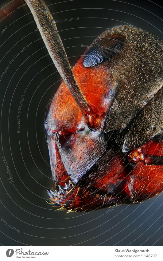 The eyes of others Nature Animal Forest Animal face Ant Red wood ant Insect 1 Blue Brown Orange Black White Chitin Colour photo Close-up Detail