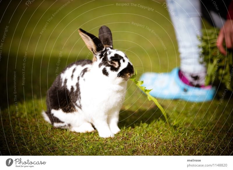 P A U S E Dandelion Girl Fingers Legs Feet 8 - 13 years Child Infancy Pet Pelt Paw Pygmy rabbit Mammal Hare ears Hare & Rabbit & Bunny Animal Spoon Relaxation