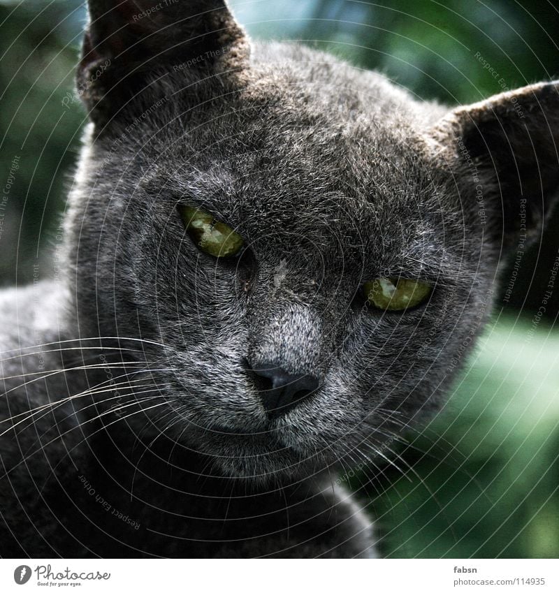 GREY IN GREY Looking Beautiful Relaxation Freedom Nature Animal Cat Smart Gray Green Appetite Concentrate Clever Mammal Hypnotic Magician Witch Enchanting