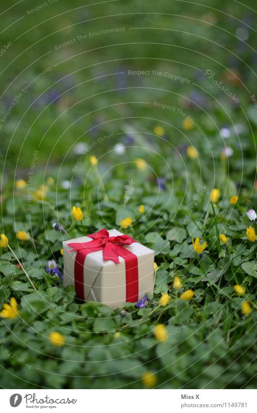 in the meadow Feasts & Celebrations Valentine's Day Mother's Day Birthday Spring Flower Grass Meadow Packaging Package Bow Emotions Moody Love Infatuation