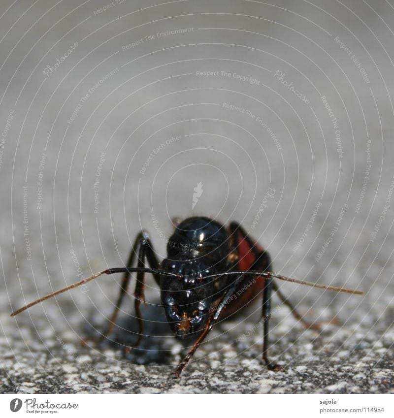giant ant Animal Animal face 1 Crawl Gray Black Nature Ant Insect Head Feeler Eyes Jaw Legs Attack Frontal Facial expression Asia Exterior shot Close-up