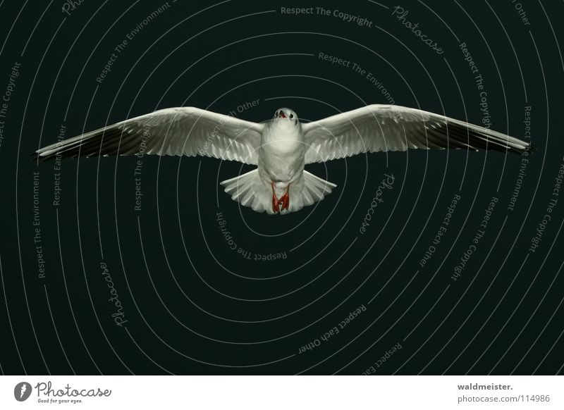 gliding Seagull Black-headed gull  Night Night shot Dark Bird Ocean Beach Sky Aviation Flying Wing Feather