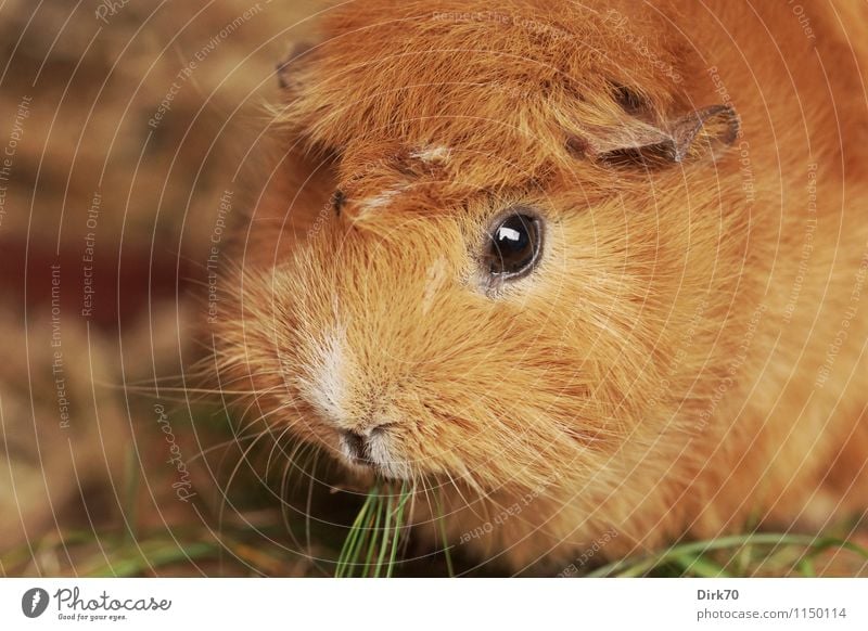Guinea pig 'mal quer Nutrition Living or residing Animal Grass Blade of grass Garden Meadow Barn Pet Animal face Pelt Rodent 1 Observe To feed Crouch Looking