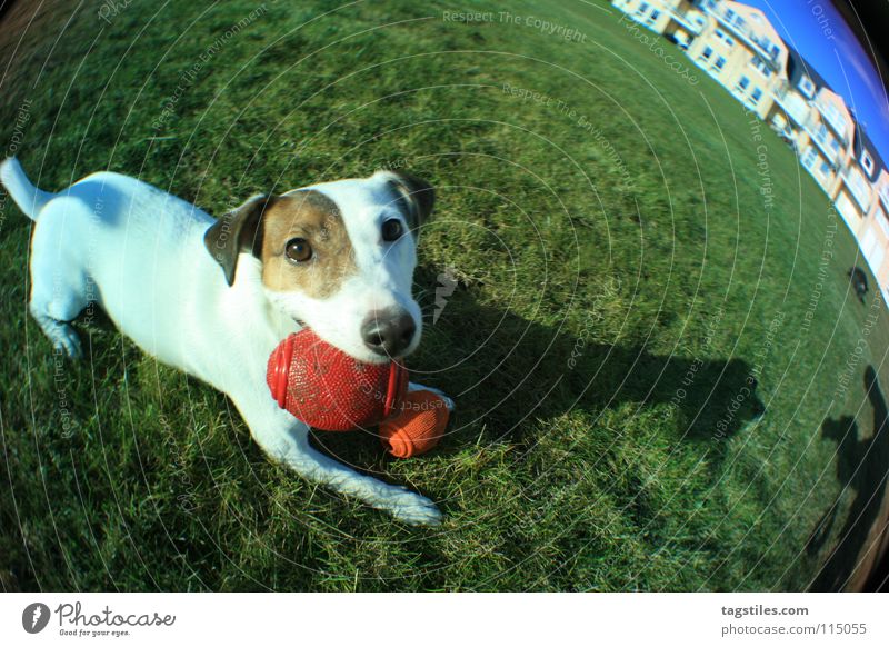 STRETCHED Dog Terrier Playing Meadow Grass Green White Brown Red Mammal Ball Shadow Fisheye Jack Russell terrier Looking into the camera Animal face