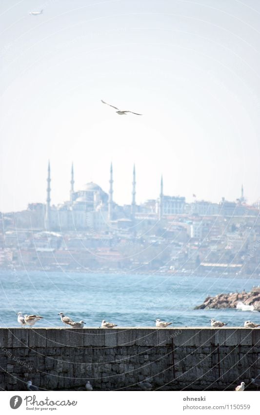 Durable | Istanbul Coast Ocean Sea of Marmara Turkey Tourist Attraction Blue Mosque Bird Seagull Group of animals Flying Vacation & Travel The Bosphorus