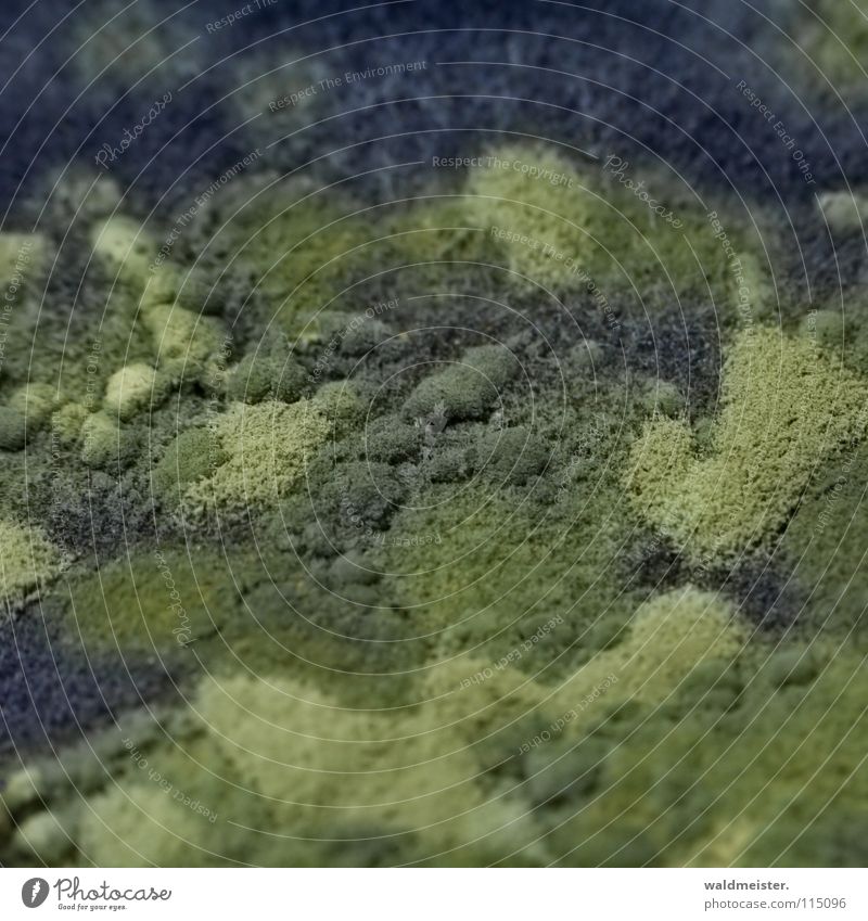 flourishing landscapes Mold Disgust Spoiled Map Obscure Penicillium Landscape Macro (Extreme close-up) Close-up