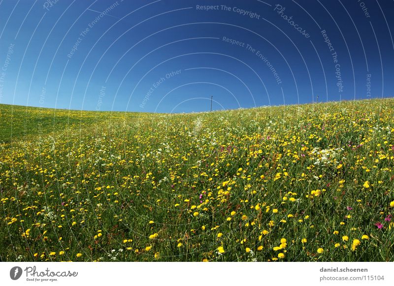 for all snow muffles ! Summer Spring Background picture Beautiful Cyan Meadow Leisure and hobbies Flower Blossom Green Yellow Dandelion Relaxation Horizon Hill