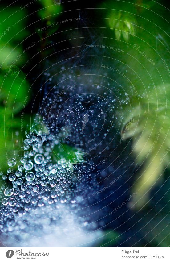 dot, dot Nature Green Drops of water Forest Brook Leaf Plant Spider's web Detail Shallow depth of field Spotted Wet Rainwater entangled Pattern Beautiful