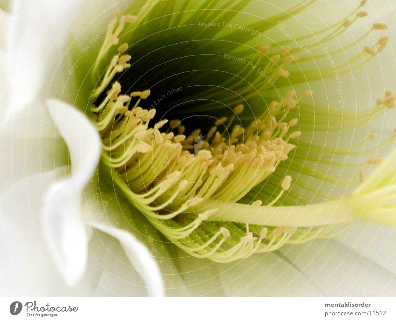 BeesLockFabric Blossom Pistil Cactus White Yellow Pollen