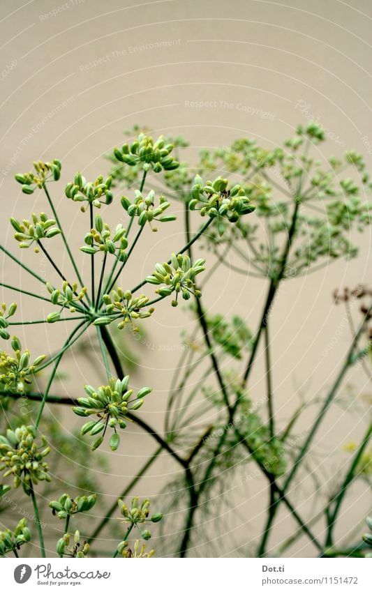 Fennel or dill? Nature Plant Summer Agricultural crop Green Garden Vegetable garden Seed Blossom Stalk Apiaceae Colour photo Exterior shot Deserted