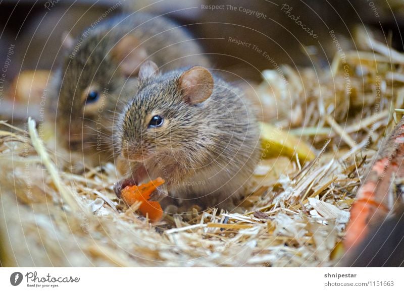 Carrots are good for the eyes Trip Nature Animal Berlin Germany Europe Animal face Pelt Paw Zoo Rodent Mouse Rat Zoo Berlin 2 Observe Eating To hold on To feed