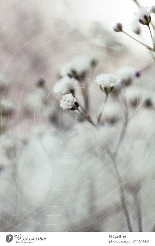 squashy Nature Blossoming Shallow depth of field White Smooth Soft Blur Silhouette Superimposed Birthday Growth Plant Garden Stalk Dreamily Romance