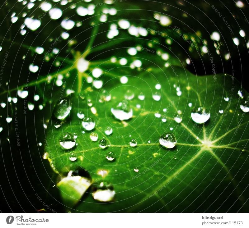 We're Stars Tears Rain Drops of water Leaf Reflection Green Star (Symbol) Macro (Extreme close-up) Water Wet Life Garden Fresh Light Glittering Line Division
