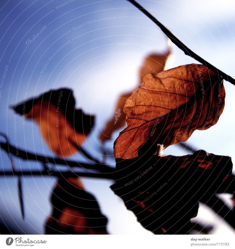 got caught Leaf Clouds Autumn Winter Seasons Cold Vessel Emotions Light Branch Sky Close-up Freedom Shadow