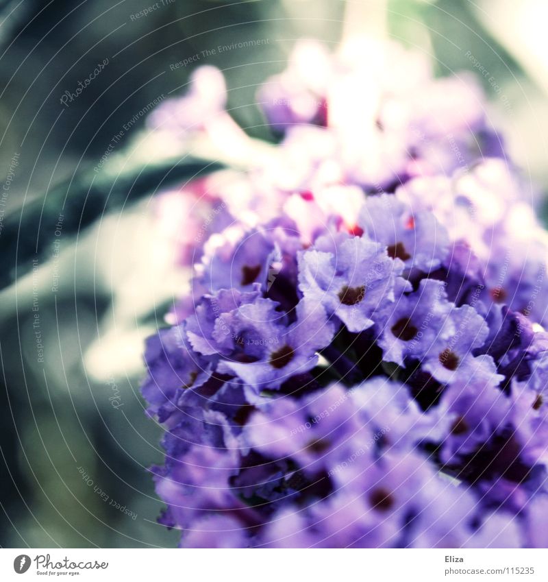 especially the incidence of light. Flower Bushes Violet Blossom Small Delicate Light Blur Spring Summer Beautiful Emotions Soft Macro (Extreme close-up) Nature