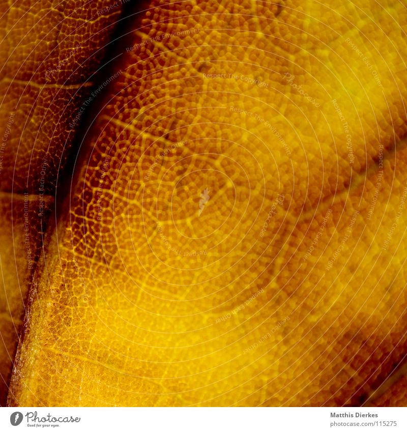 harboring Autumn leaves Autumnal Rachis Autumnal colours Yellow Background picture Macro (Extreme close-up) Section of image