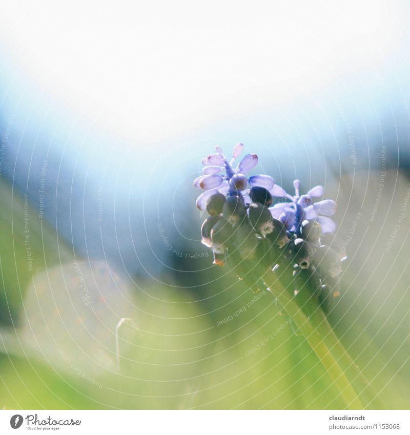 pearl flower Nature Plant Spring Beautiful weather Flower Grass Muscari Garden Blossoming Blue Green Spring flowering plant Transparent Lens flare Glare effect