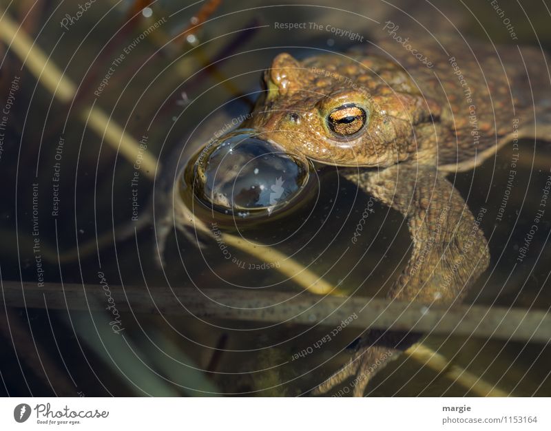 A toad in a pond with a water bubble Nature Water Drops of water Lakeside River bank Brook Pond Habitat Animal Wild animal Frog Animal face Painted frog