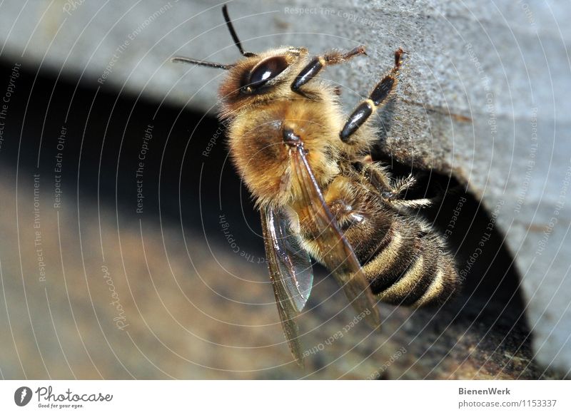 Bee - Apis mellifera Animal Farm animal 1 Cuddly Thorny Brown Yellow Gold Black Silver Diligent Disciplined Endurance Cleanliness Purity Fear Uniqueness Climate
